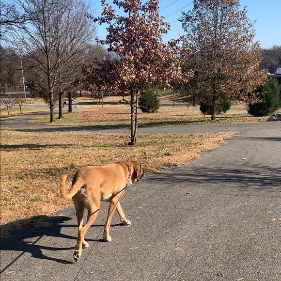 Meet Your Posher, Lauren! - Picture 5 of 6